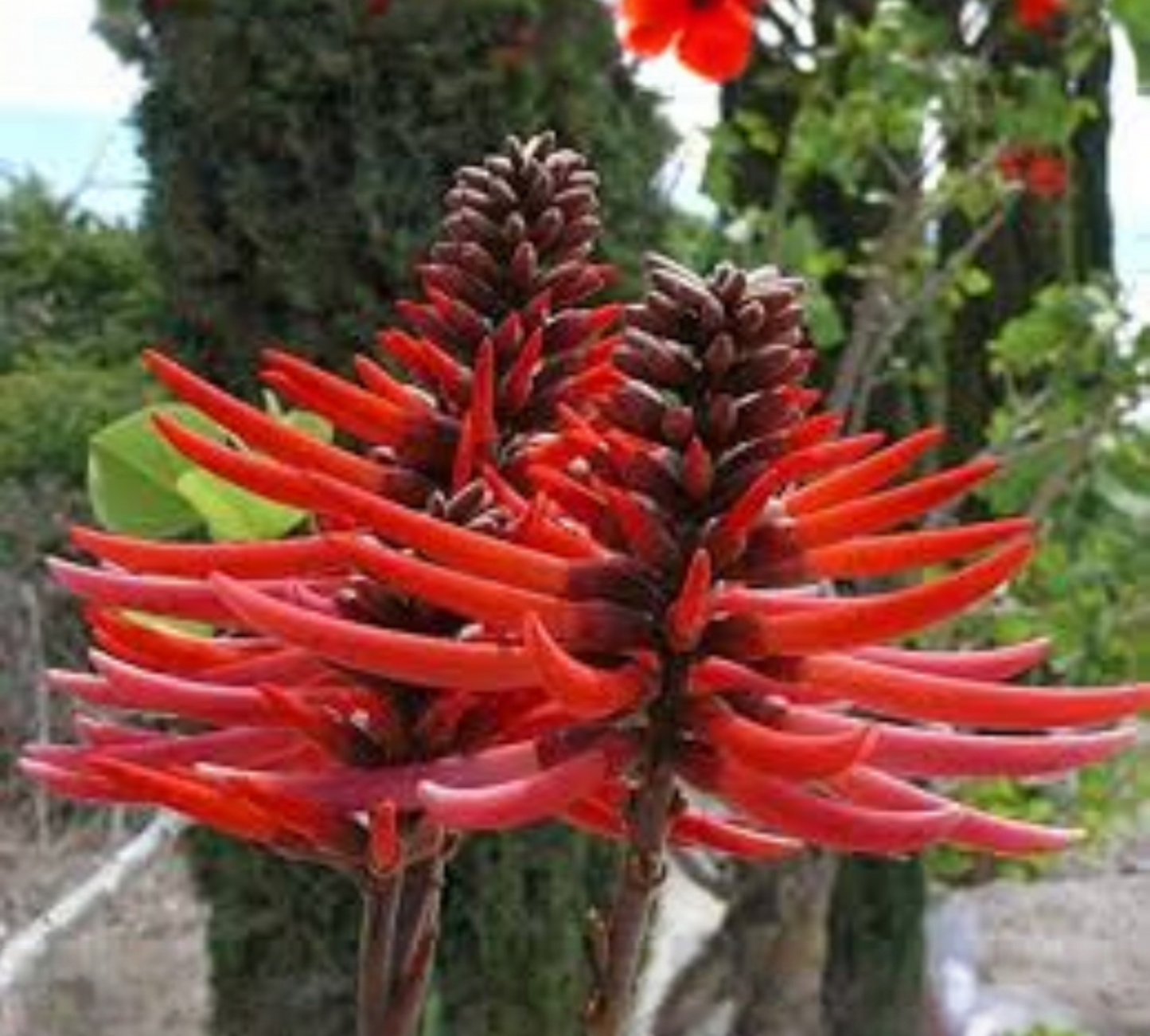 Erythrina Coralloides (Albero del Corallo) Fiori Rossi - Vaso 22cm