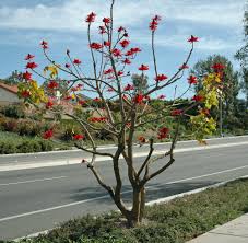 Erythrina Coralloides (Albero del Corallo) Fiori Rossi - Vaso 22cm