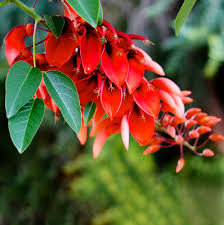 Erythrina Crista Galli (Albero del Corallo) Fiori Rossi - C15L