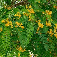 Tipuana Tipu (Albero Tipu) Fiori Gialli - Varie Dimensioni