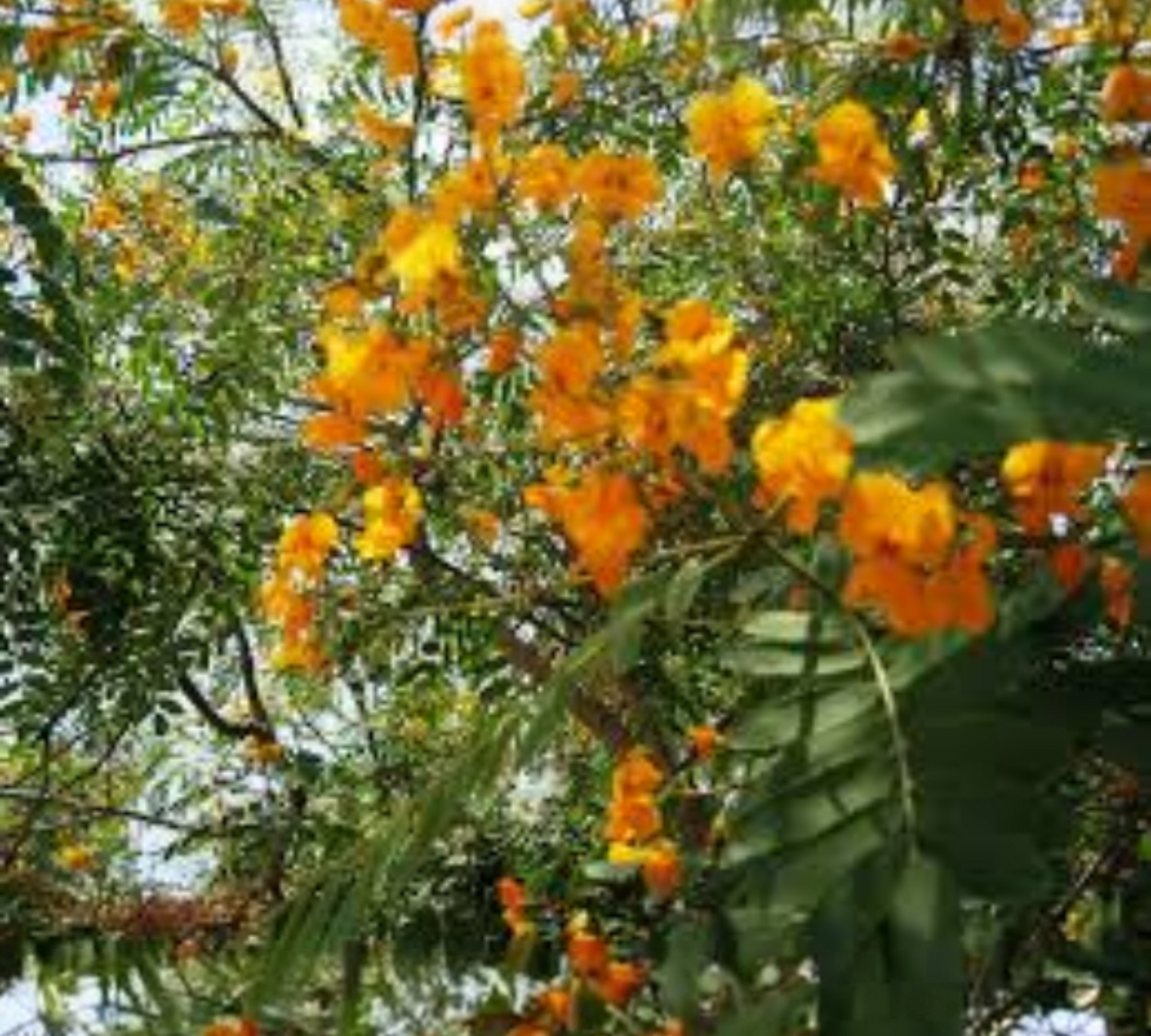 Tipuana Tipu (Albero Tipu) Fiori Gialli - Varie Dimensioni