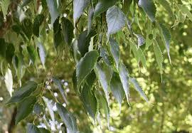 Celtis Australis (Bagolaro/Spaccasassi) Vaso 40cm 12/14