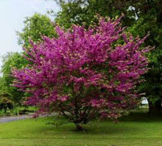 CELTIS AUSTRALIS 12/14 v40 cm