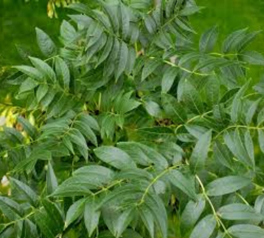 FRAXINUS EXCELSIOR v40 12/14