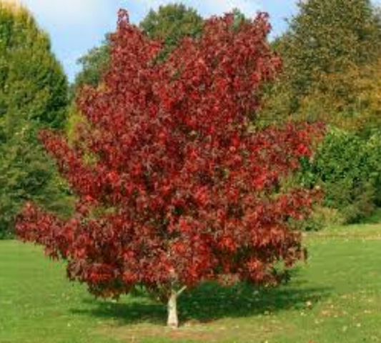 LIQUIDAMBAR v40 12/14