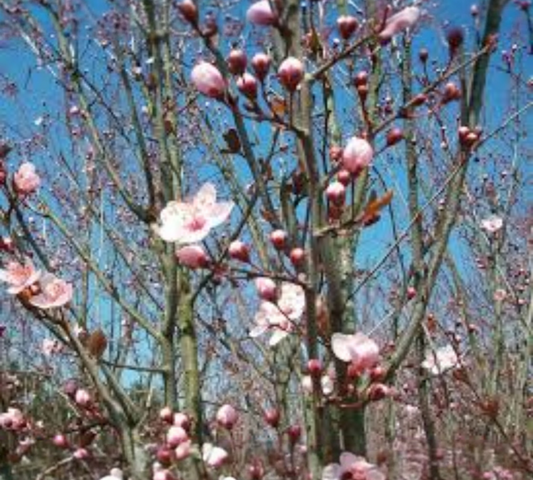 PRUNUS PISSARDI NIGRA