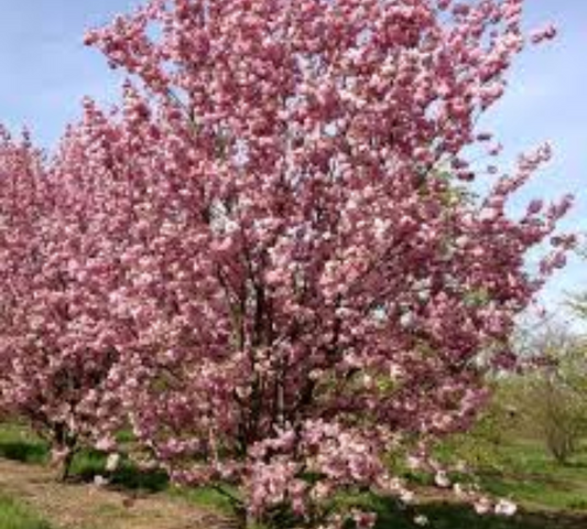 PRUNUS SERRULATA KANZAN 8/10 v 40 CM
