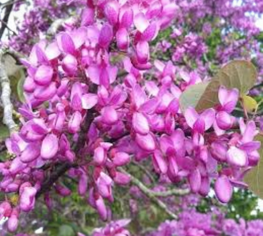 Cercis Siliquastrum v24