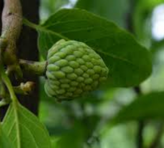 Annona Cherimola (Chrimoyo) v 30 cm