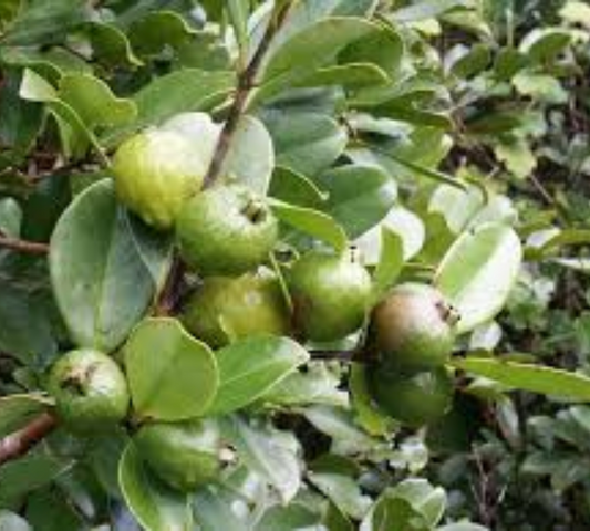 Goyaba (Psidium) v30 cm