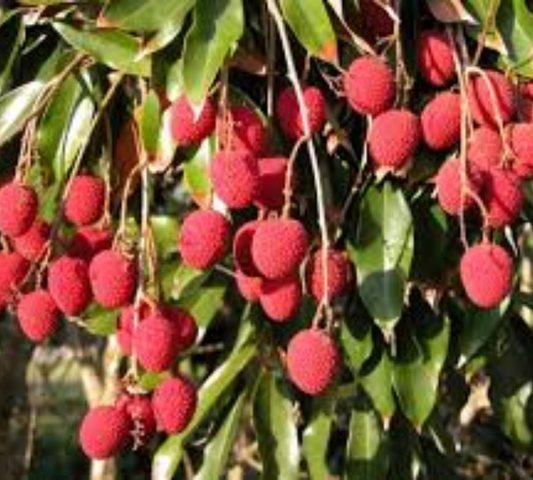 Litchi chinensis v26 cm