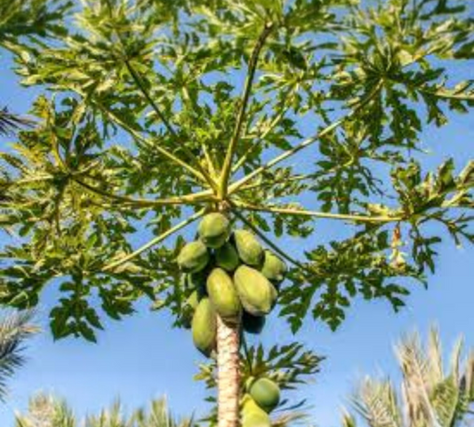 Papaya