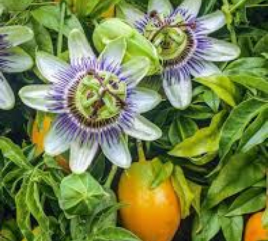 Passiflora Edulis v18 cm