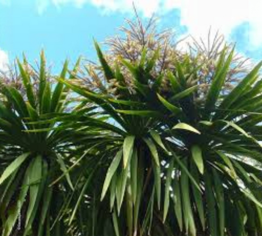 Cordyline indivisa
