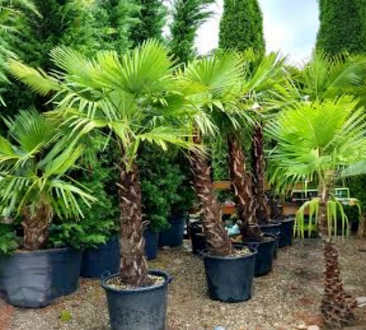 TRACHYCARPUS FORTUNEI