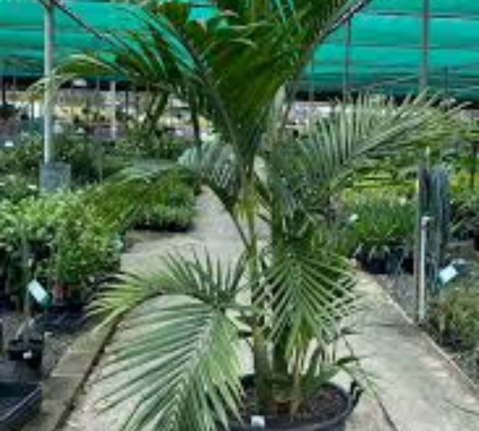 Archontophoenix Conungamiana  Ht150-175cm v45