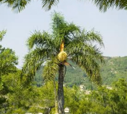 Syagrus Romanzoffiana