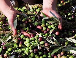 Ulivo Tonda di Cagliari v20 cm