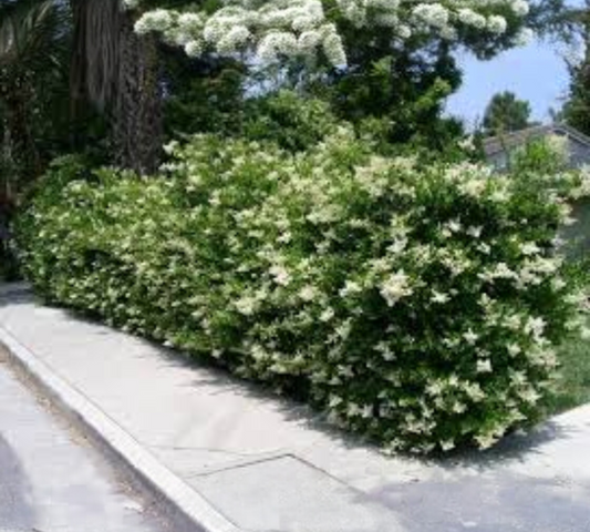 Ligustrum texanum v18 cm