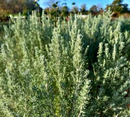 Ozothamnus rosmarinifolius v22 cm