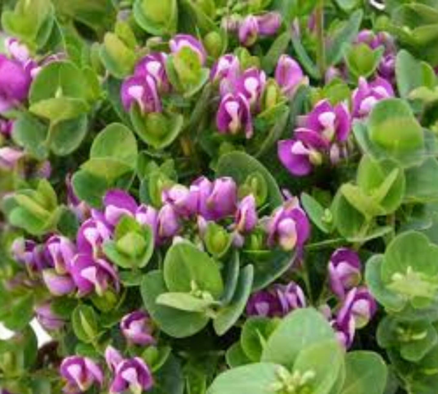 Polygala m. Oppositifolia Bibi Pink v17 cm