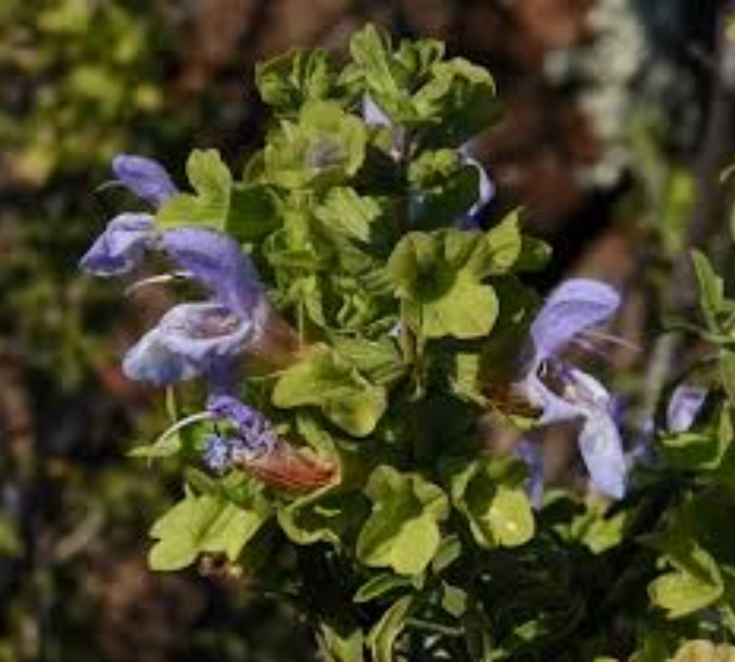 Salvia dentata v18 cm