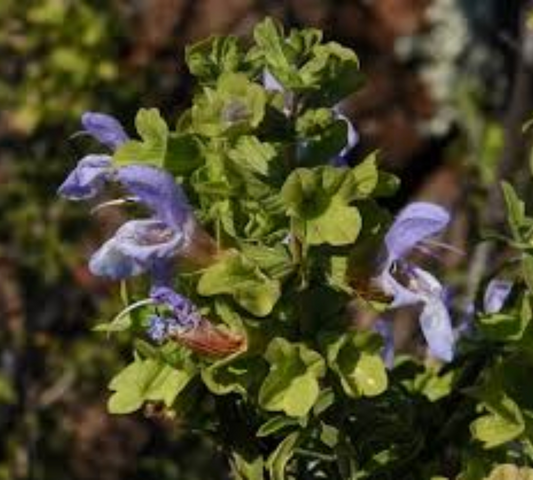Salvia dentata v18 cm