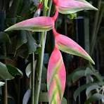 Salviaheliconia sexy np v18 cm