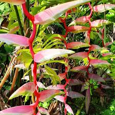 Salviaheliconia sexy np v18 cm