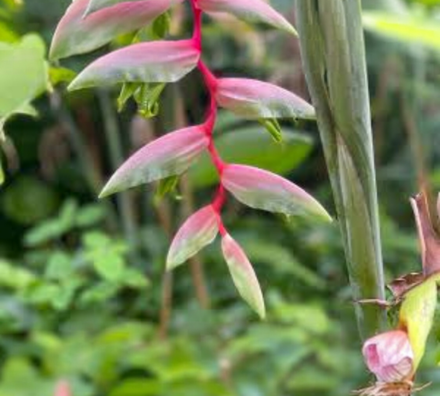 Salviaheliconia sexy np v18 cm