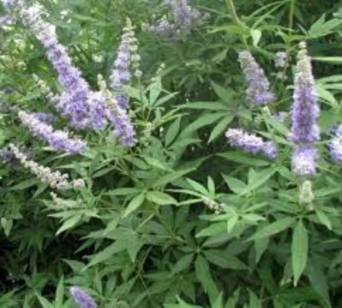 VITEX AGNUS_CASTUS