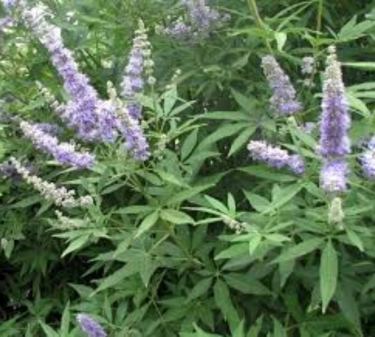 VITEX AGNUS_CASTUS