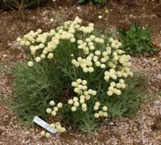 Santolina neapolitana v20 cm