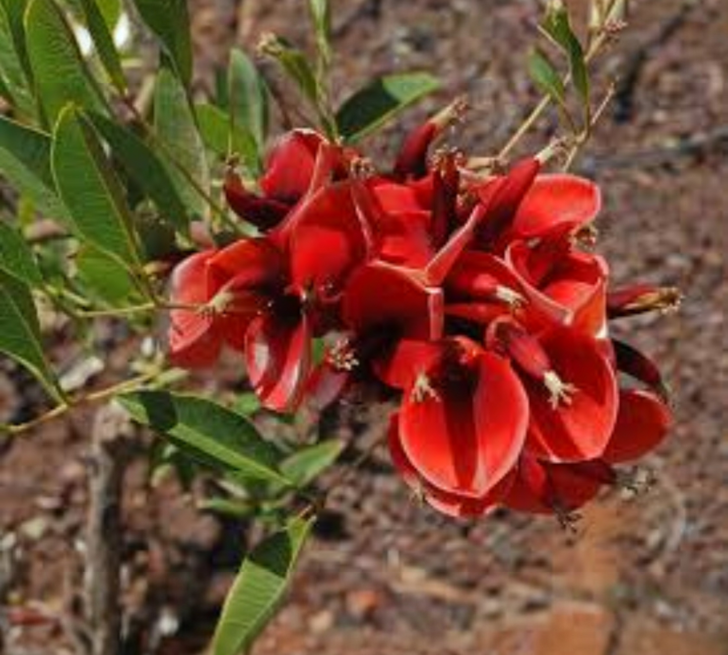 Erythrina Crista Galli (Albero del Corallo) Fiori Rossi - C15L