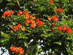 Spathodea Campanulata (Albero dei Tulipani Africano) Fiori Rosso-Arancio - C15L