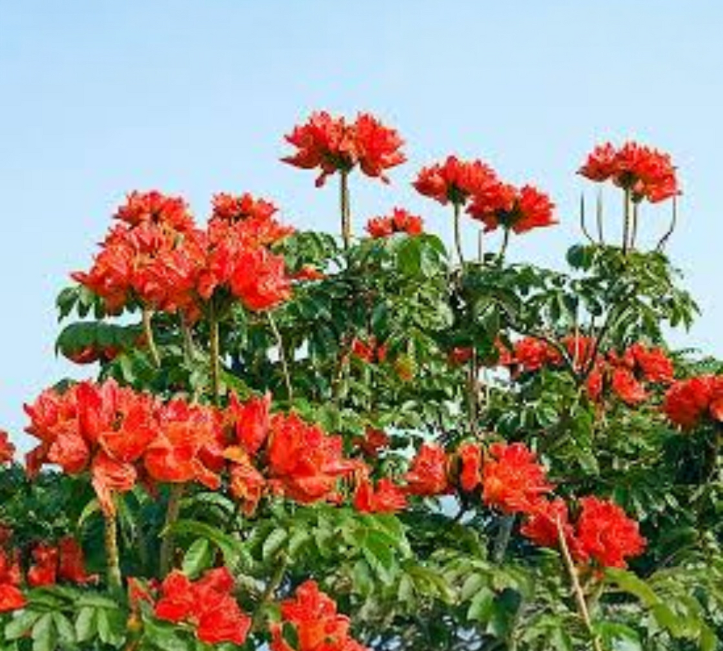 Spathodea Campanulata (Albero dei Tulipani Africano) Fiori Rosso-Arancio - C15L
