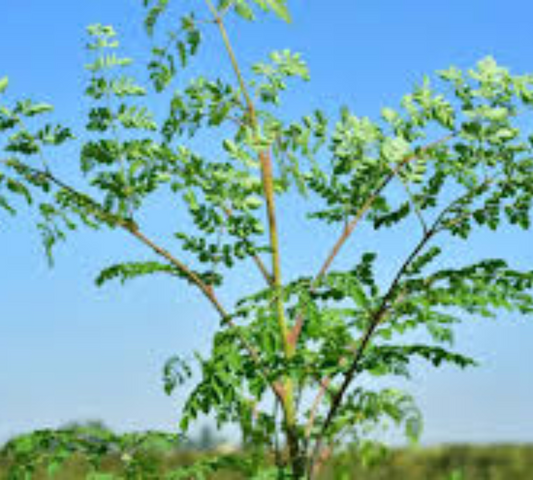 Moringa oleifera C7L