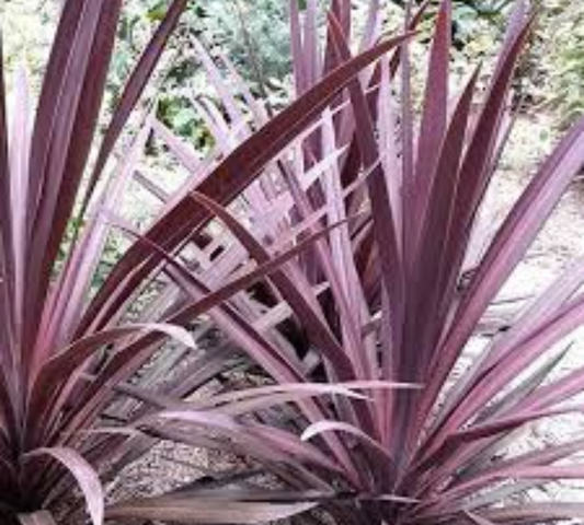 Cordyline purpurea