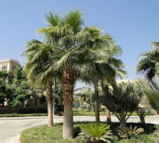 Washingtonia robusta