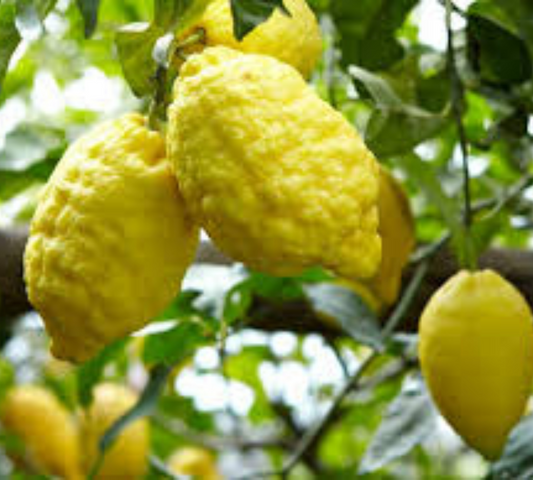 Limone ovale di Sorrento