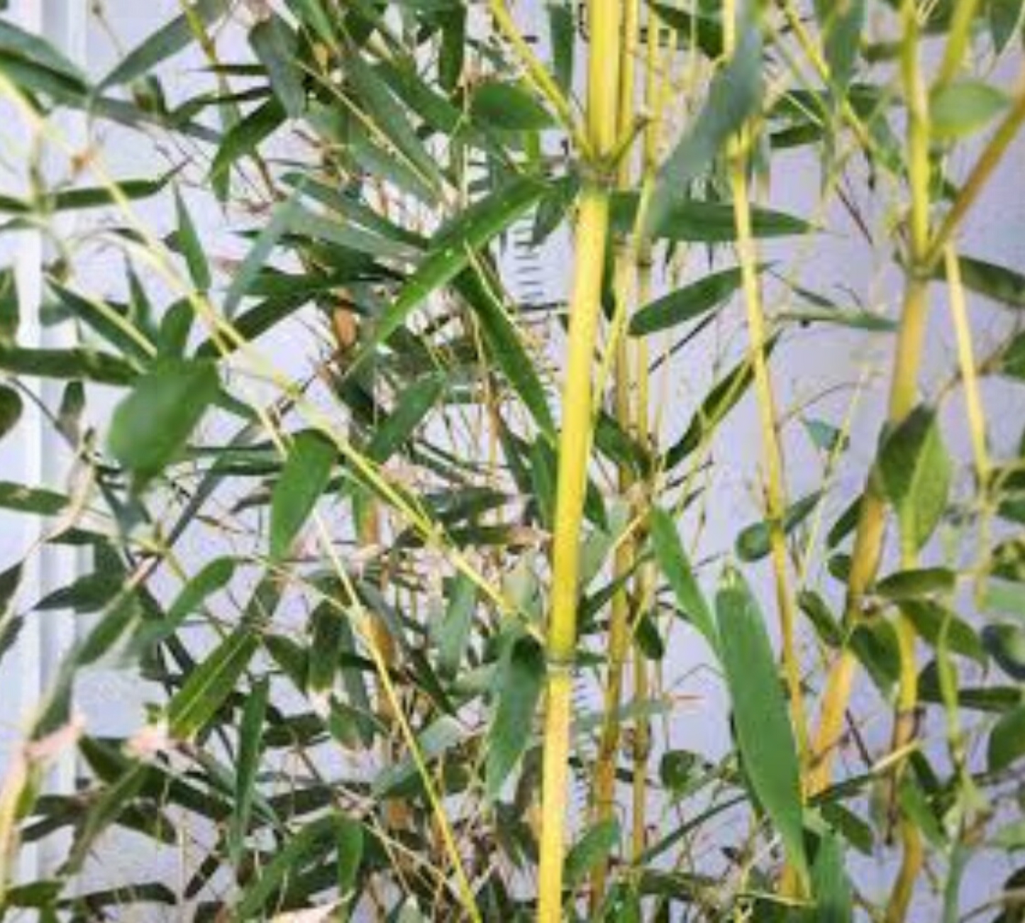 Bambu aureosul aureocaulis v30 cm