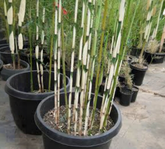 Bambu fargesia robusta campbell v30 cm