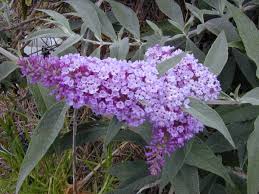 Buddleja