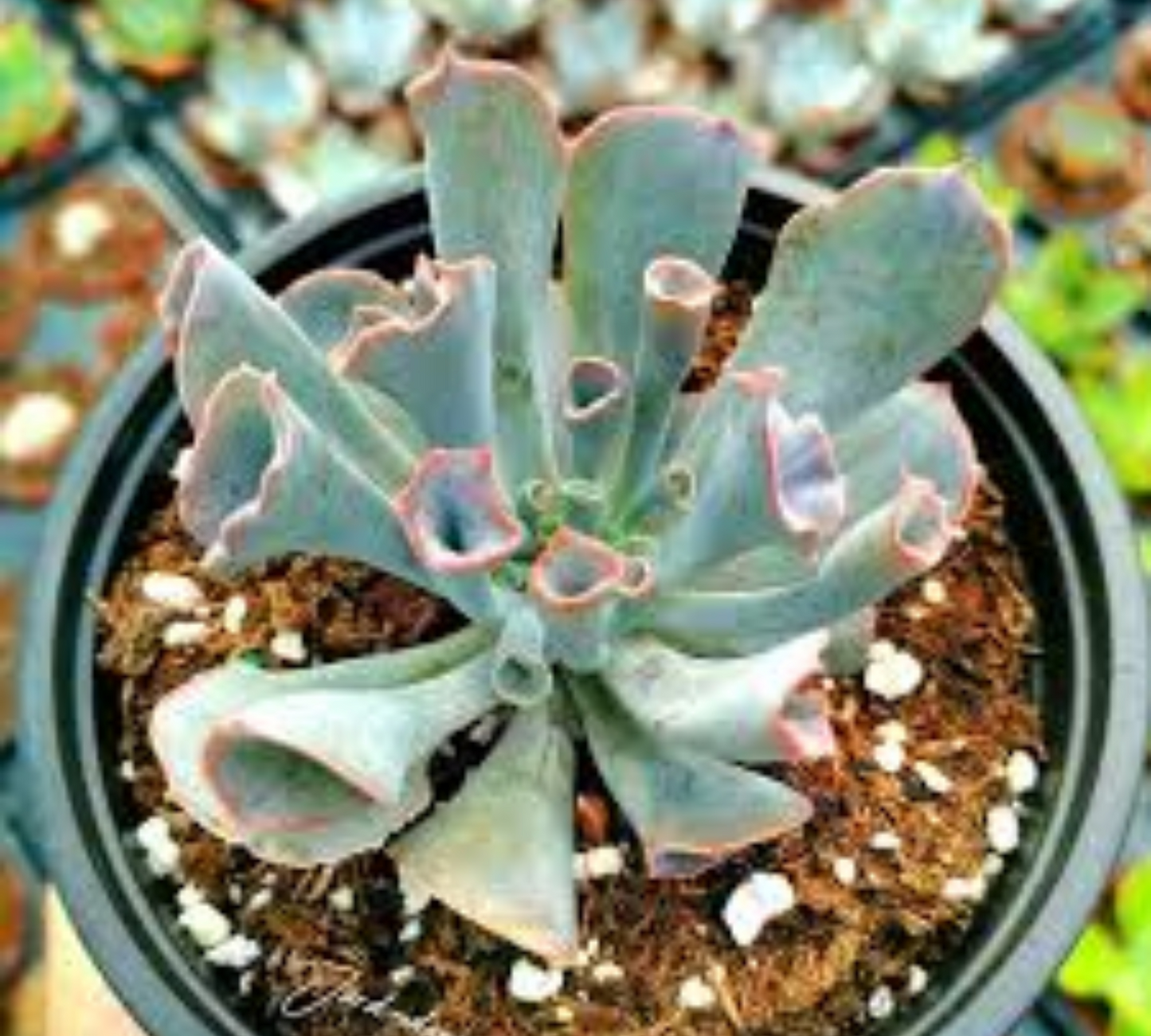 Echeveria trumpet pinky V14 cm