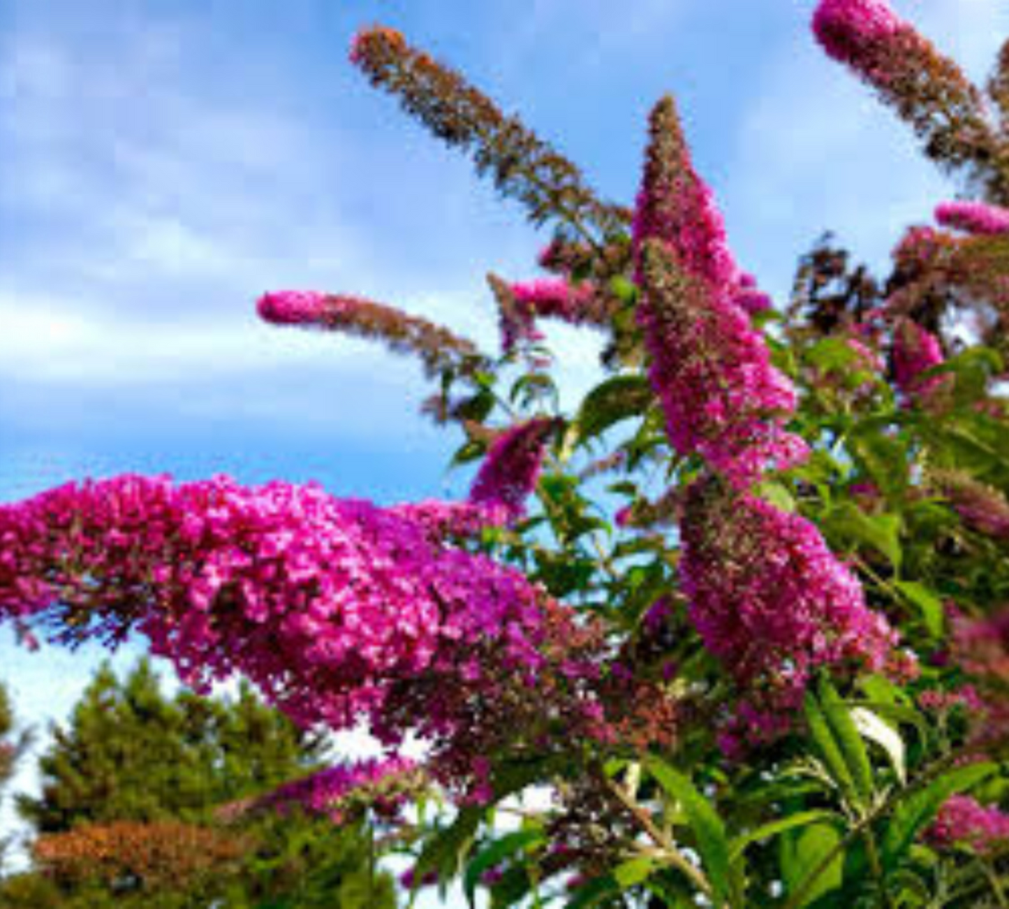 Buddleja