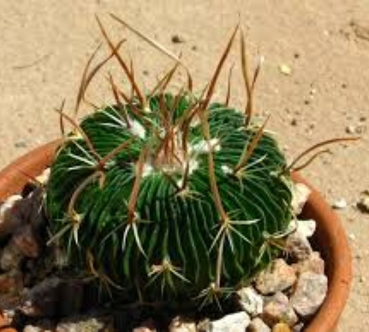 Echinocactus multicostatus V14 cm