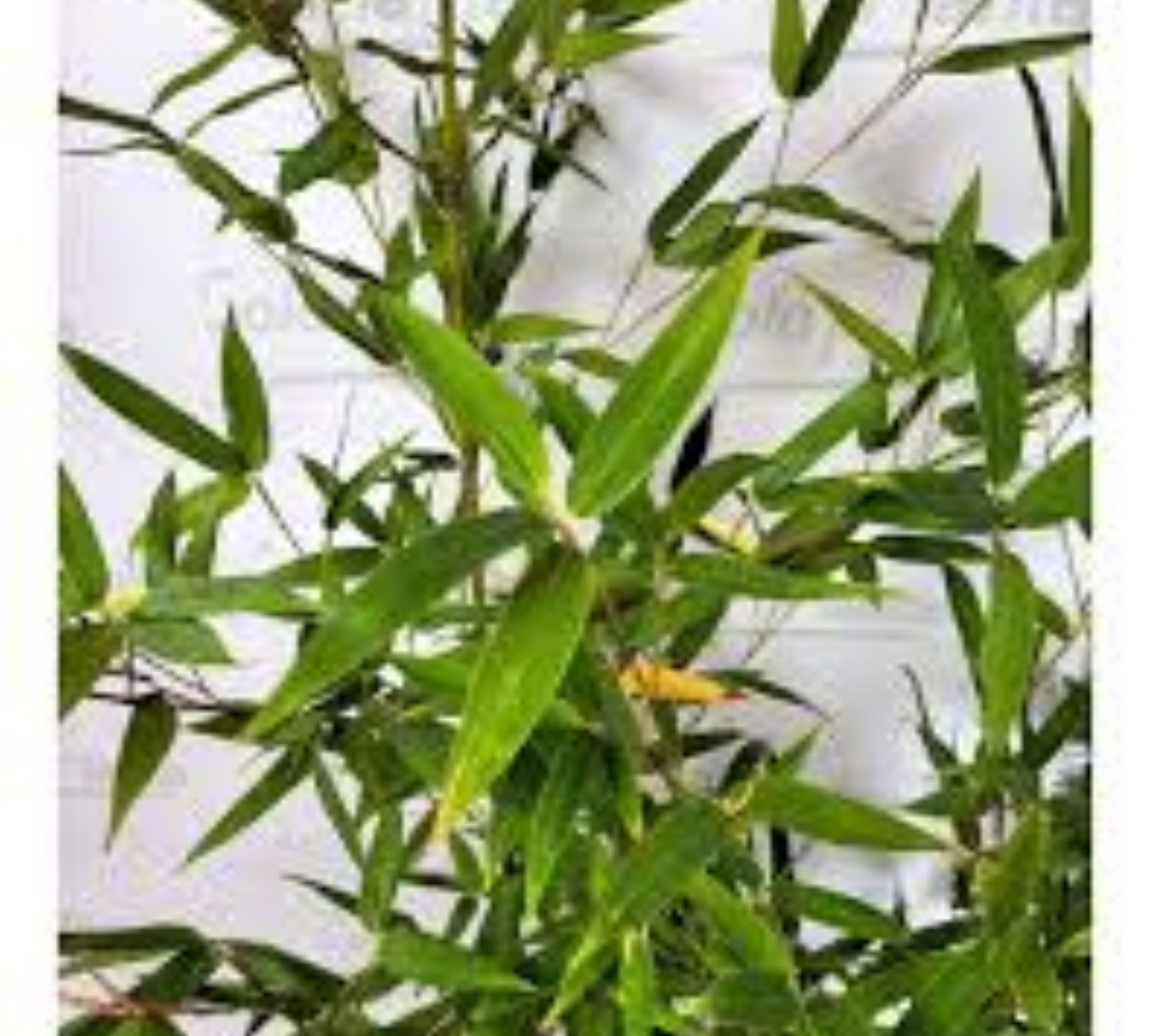 BAMBUSA aurea v30 cm