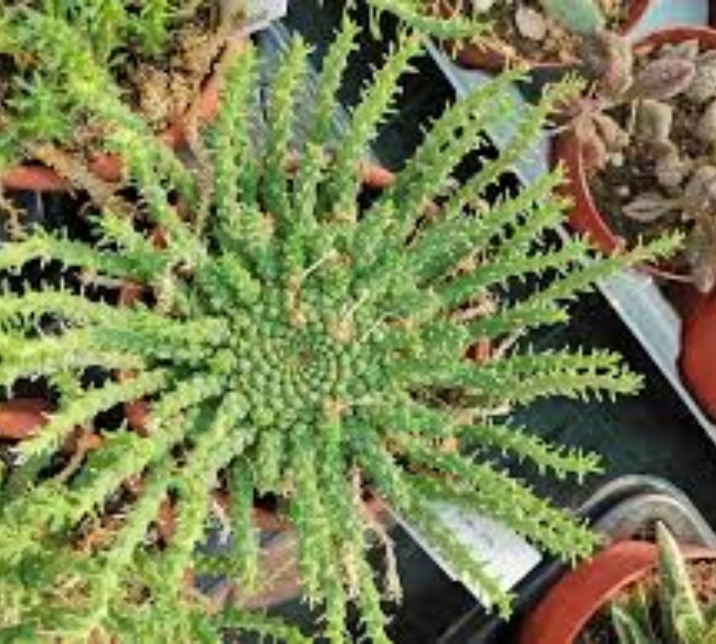 Euphorbia gorgonis inermis V14 cm