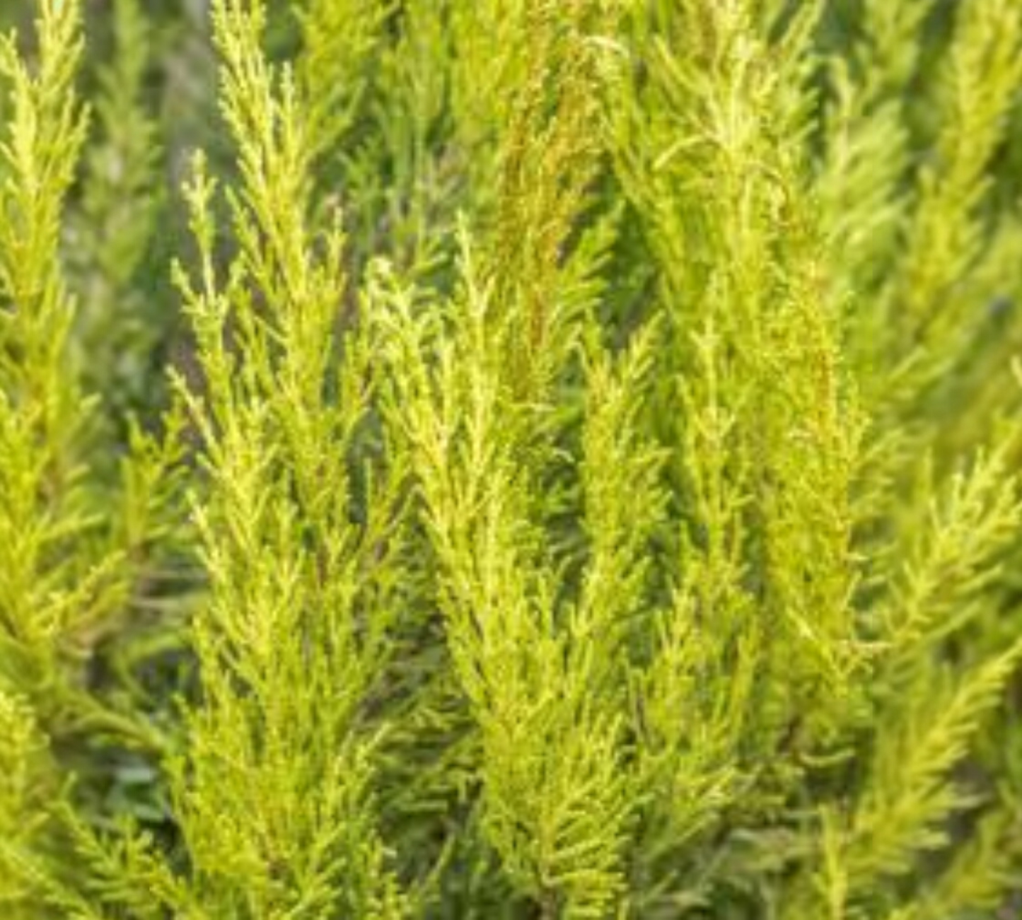 Cupressocyparis aurea 125-150 v35 cm