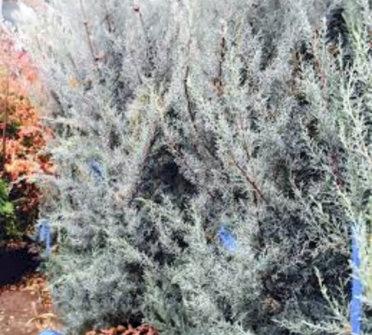 Cupressus Arizonica Fastigiata c25 200-250 v38